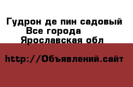 Гудрон де пин садовый - Все города  »    . Ярославская обл.
